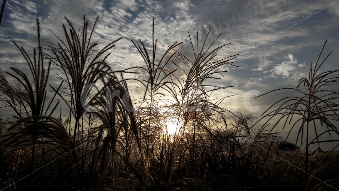하늘공원,억새풀,석양,하늘,구름,가을,계절,fall,autumn,season,식물,자연,plants,nature,grass,잔디,plant,lawn