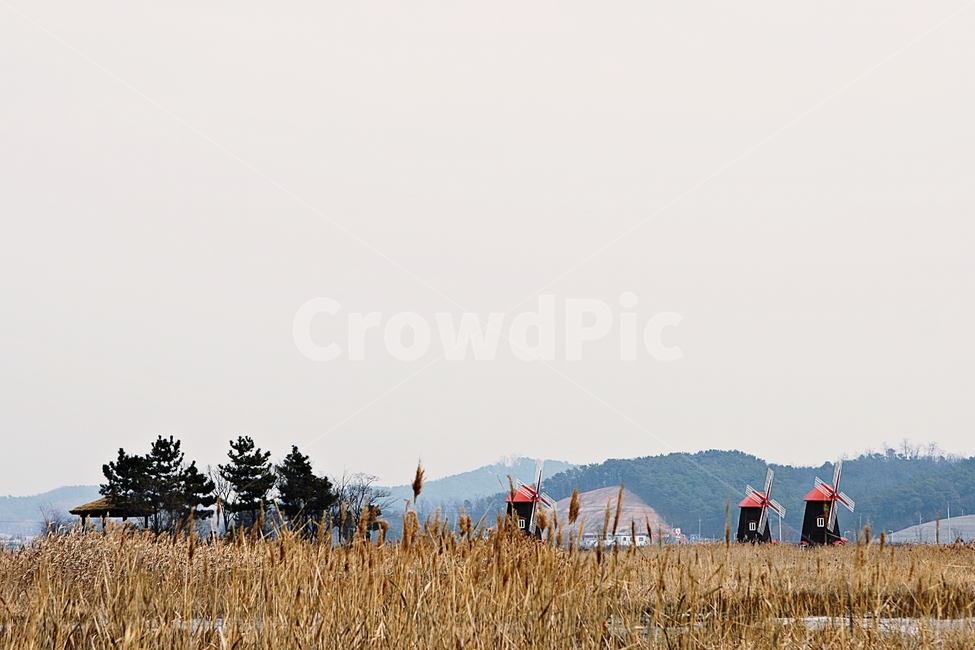 풍차,갈대,자연배경,바람,겨울,억새,잡초,가을,계절,fall,autumn,season,자연,풍경,nature,landscape,산업,industry,industrial,에너지산업,energy industry,outdoors,옥외