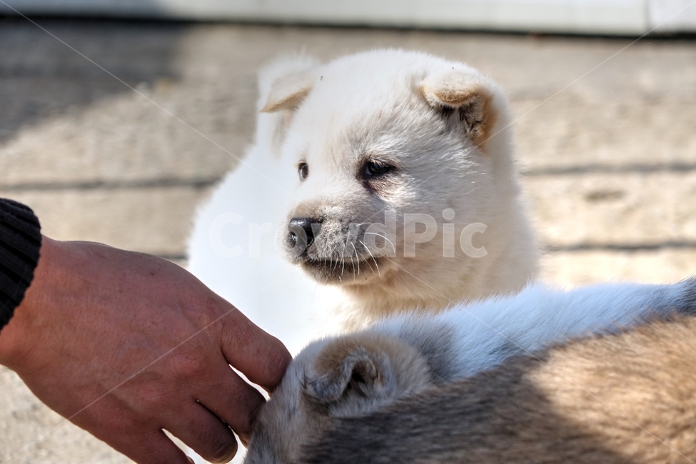 강아지,멍뭉이,댕댕이,아기강아지,흰강아지,진돗개,동물,animal,포유류,mammal,개,강아지,dog,doggy