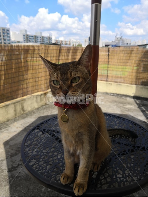 고양이,야외,옥상,캣,고양이산책,동물,animal,cat