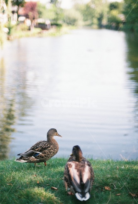 우정,새,풍경,자연,동물,대화,nature,friendship,talking,conversation,animal,river,park,강가,강,연못,pond,동물,animal,조류,새,birds