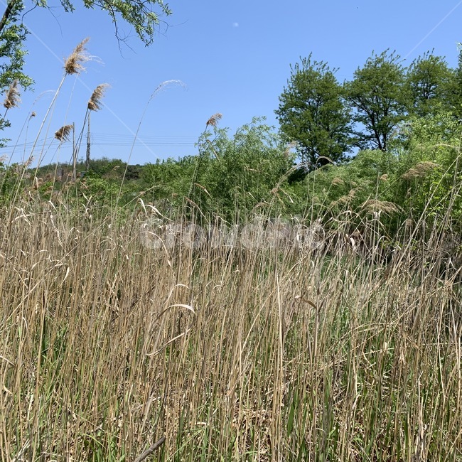 plant,식물,갈대,reed,감성