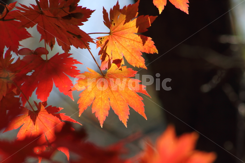 단풍,단풍나무,엽록소,가을,redleaves,가을,계절,fall,autumn,season,leaf,잎,plant,식물,tree,나무,maple
