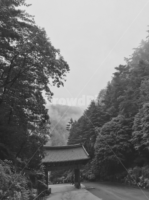 흑백,단양,절,여름,오후,구름,자연,풍경,nature,landscape,한국자연풍경,한국자연경관,korea nature landscape,한국전통,한국문화,korean traditional,korean culture,흑백,모노톤,monochrome,black and white,tree,나무,plant,식물,abies,아비,fir,전나무