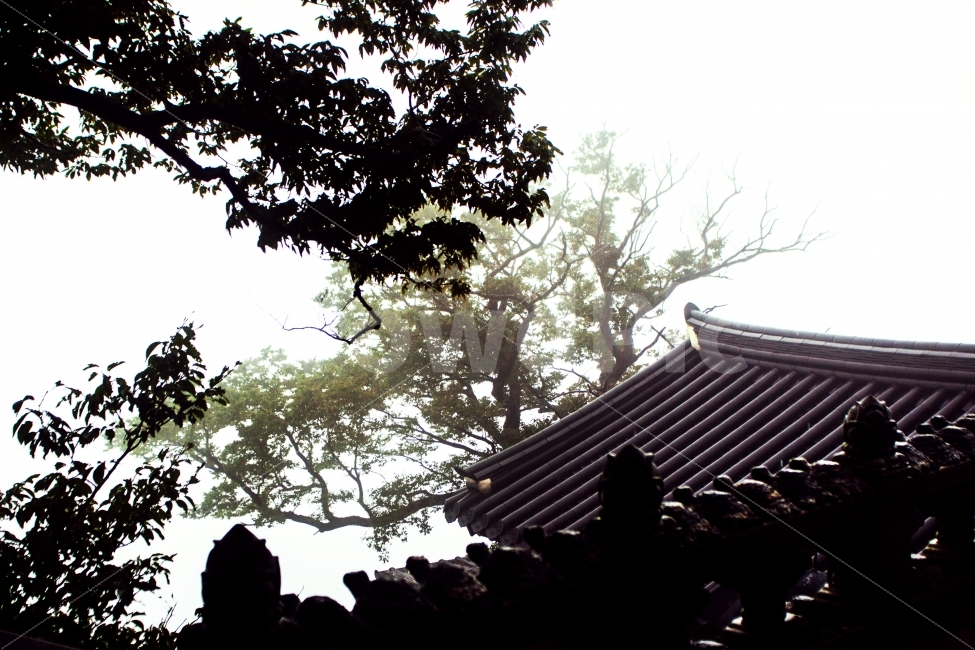 절,사찰,풍경,안개,자연,나무,건축물,건물,한옥,temple,landscape,nature,mist,building,structure,fog,architecture,한국전통,한국문화,korean traditional,korean culture
