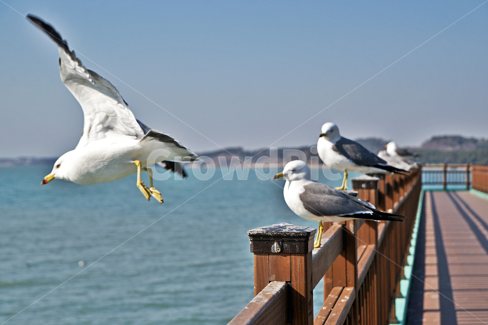 갈매기,새,조류,바다,궁평항,난간,목책,동물,animal,조류,새,birds