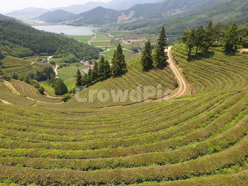 녹색,녹차,보성녹차,산,강,힐링,자연,경치,자연,풍경,nature,landscape,한국자연풍경,한국자연경관,korea nature landscape,시골,마을,country,rural,town,농업,농사,agriculture,farming,farming industry,outdoors,옥외