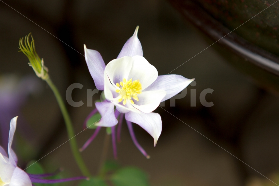 꽃,매발톱꽃,봄,여름,보라색꽃,식물,자연,plants,nature,꽃,flower