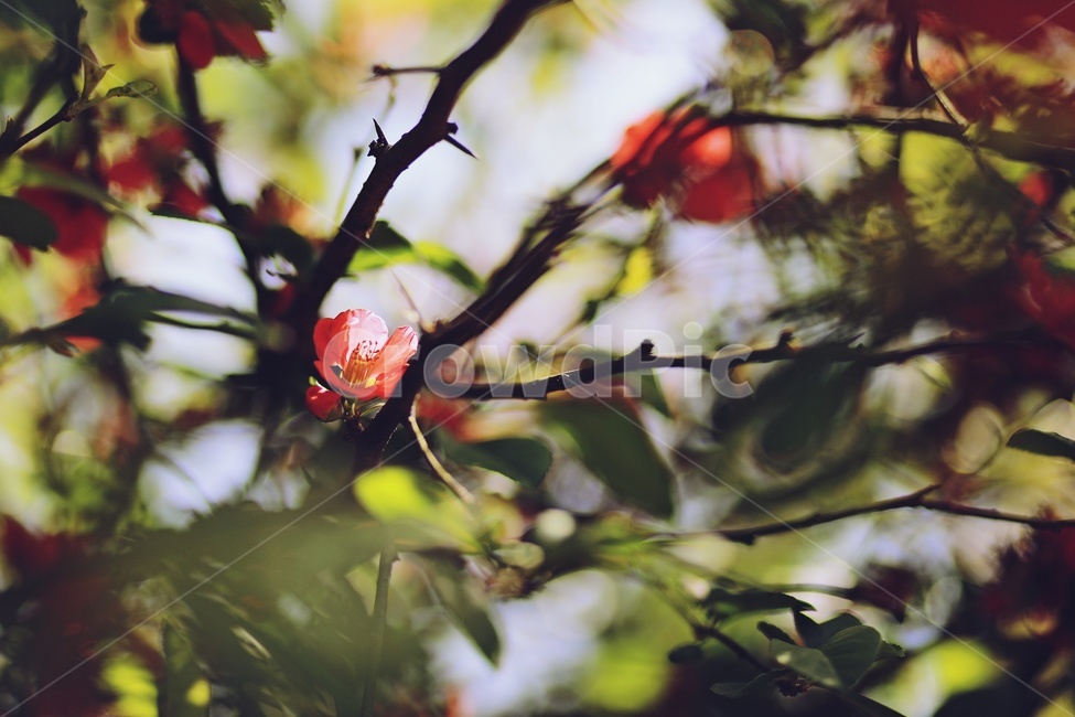 빨간꽃,나무,redflower,tree,green,garden,nature,식물,자연,plants,nature,꽃,flower