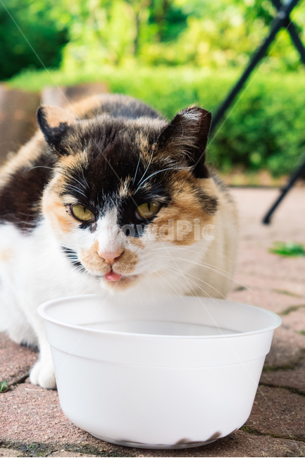 고양이,캣,냥냥이,길고양이,삼색이,치즈냥,냥,cat,동물,동물,animal,포유류,mammal,고양이,cat,kitten,kitty