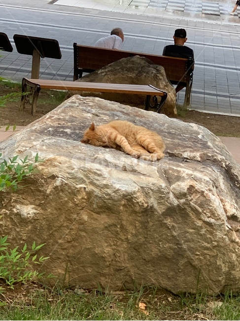 고양이,cat,잠자는고양이,동물,공원,길고양이,길냥이,귀여운,예쁜