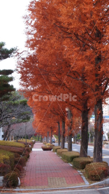 가을,낙엽,가로수,단풍,도로,길