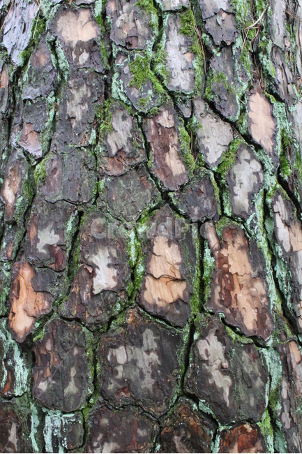 나무,소나무,식물,껍질,노송,나무껍질,수피,나무,trees,wood