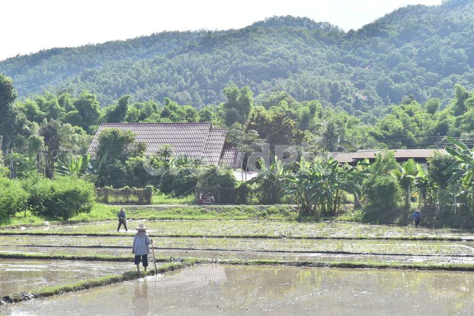 목초지,들,시골,태국,자연,농업,농사,agriculture,farming,farming industry