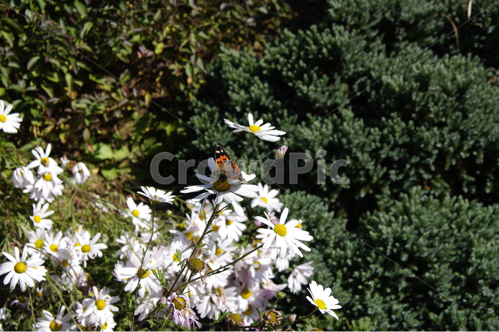 구절초,나비,흰꽃,야생화,산,식물,자연,plants,nature,꽃,flower,동물,animal,곤충,벌레,insect,bug