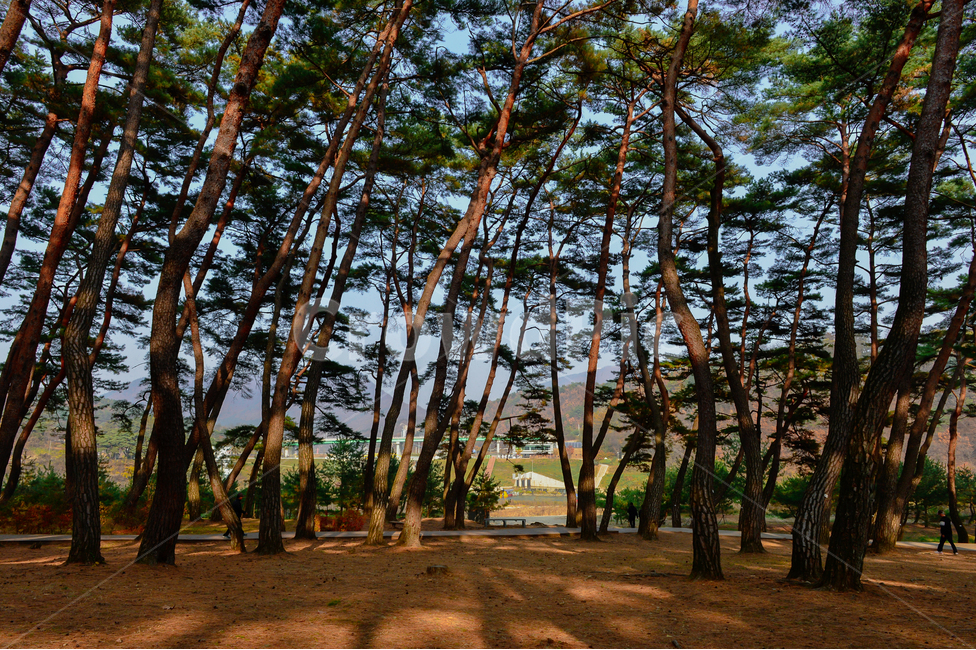 소나무,침엽수,나무,숲,하늘,휘어진,그림자,여름,가을,조용한,힐링,깨끗한,상쾌한,산림욕,피톤치드,상록수,푸른,pine,evergreen,needleleaf,tree,forest,sky,bend,shadow,summer,fall,autumn,slience,tranquil,healing,clean,fresh,greenshower,phytoncide,green,풍경,landscape,식물,자연,plants,nature,나무,trees,wood