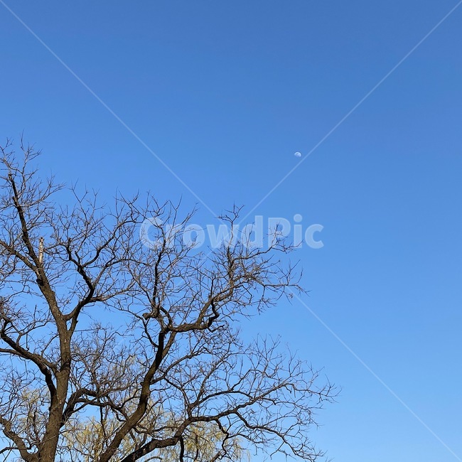 plant,식물,tree,나무,달,하늘,겨울,sky,winter,moon
