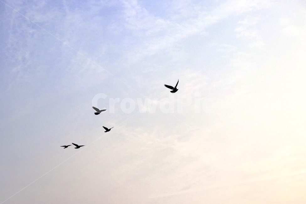감성,비둘기,하늘,컬러,평온,동물,animal,조류,새,birds