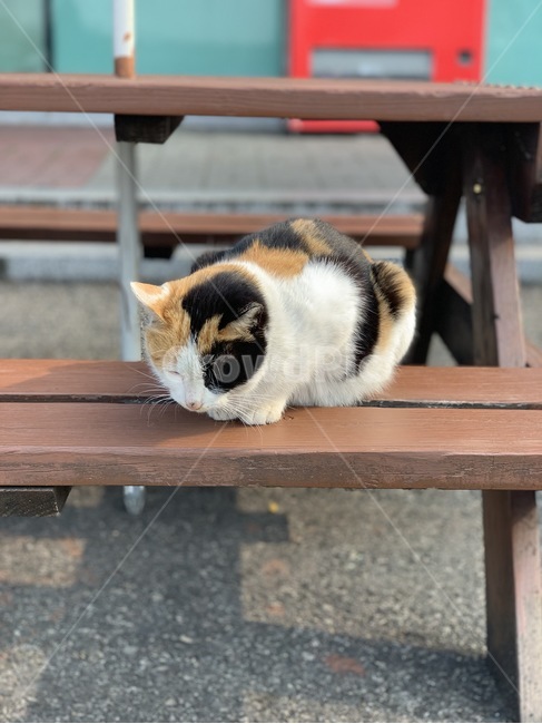 고양이,삼색이,동물,길고양이,야옹이,동물,animal,포유류,mammal,고양이,cat,kitten,kitty
