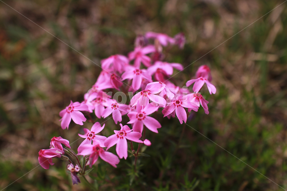 꽃잔디,flower,geranium,식물,plant,식물,자연,plants,nature,꽃,flower
