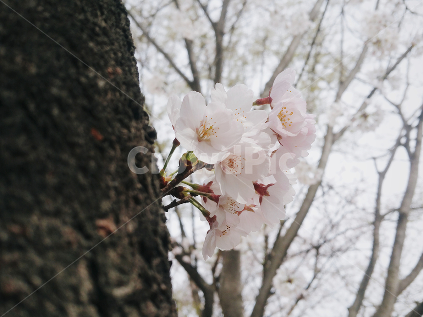 벚꽃,봄,벚꽃나무,cherryblossom,나무,spring,tree,봄,계절,spring,season,식물,자연,plants,nature,꽃,flower,plant,blossom