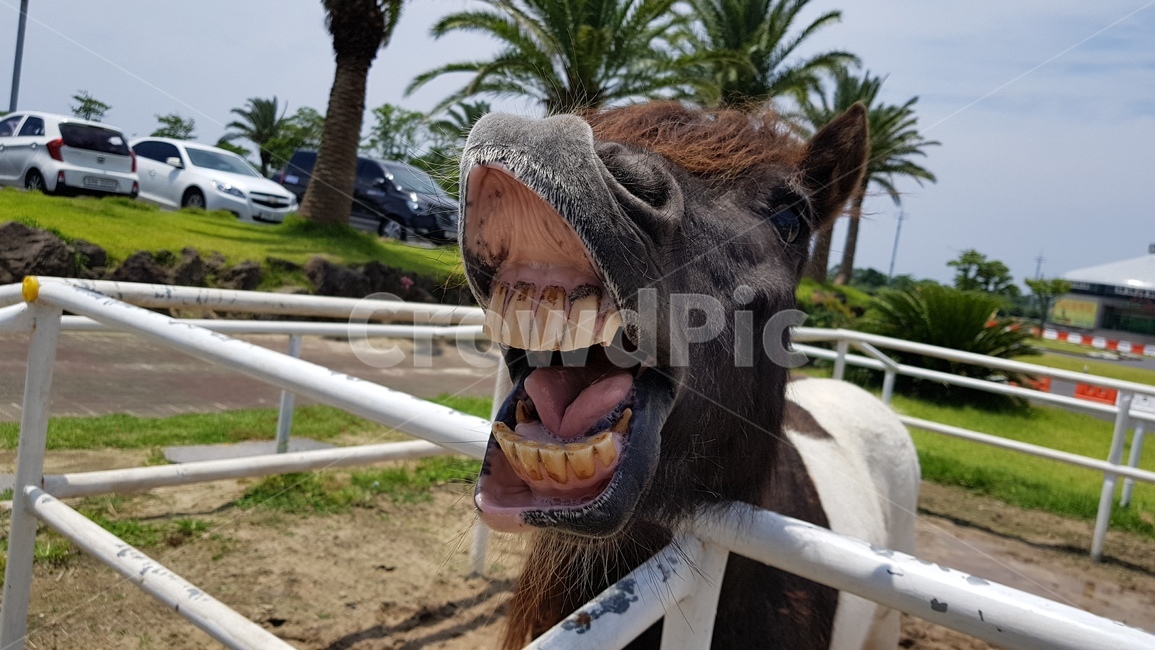말,망아지,마장,제주도,말웃음,동물,animal,포유류,mammal