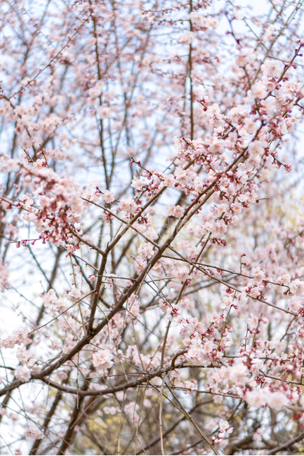 plant,식물,flower,blossom,꽃,봄,spring,매화,봄꽃,봄,계절,spring,season
