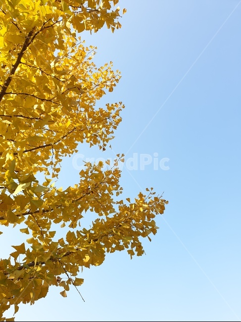 은행나무,은행,배경,하늘,풍경,나무,가을,가을,계절,fall,autumn,season,tree,plant,식물,leaf,잎