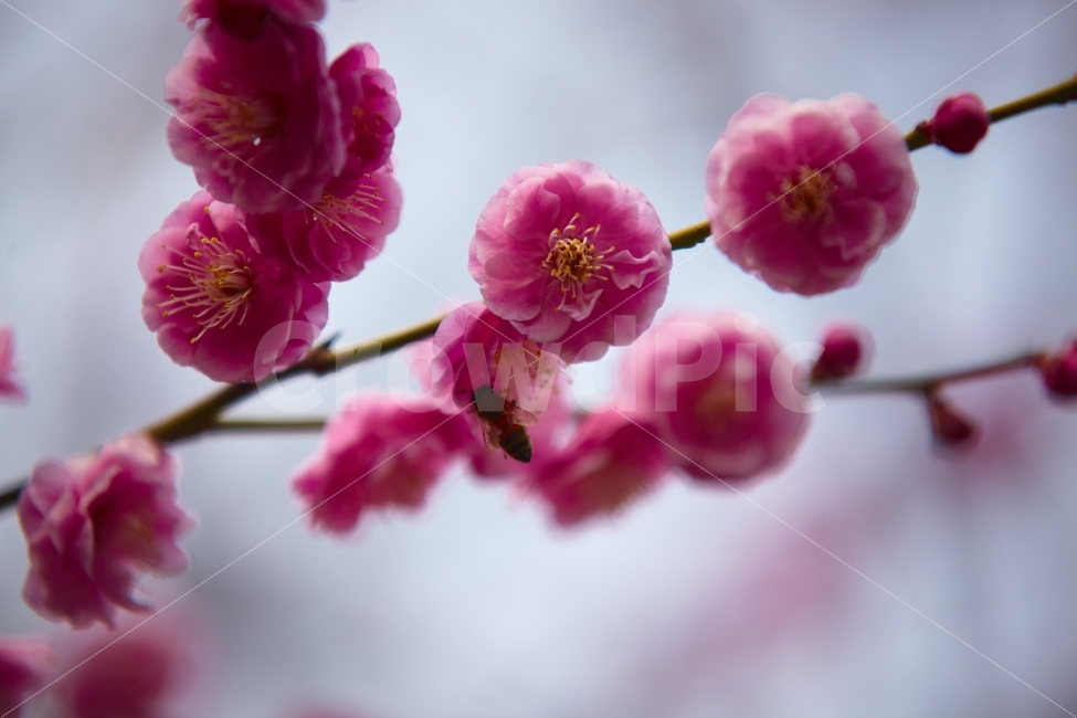누끼,홍매화,벌,꿀,봄,꽃,향기,식물,자연,plants,nature,동물,animal,봄,계절,spring,season,곤충,벌레,insect,bug,꽃,flower,plant