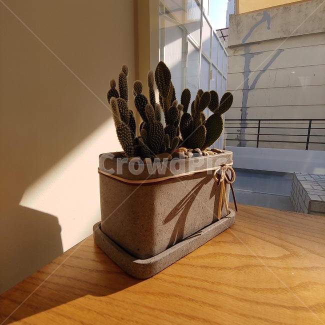 wood,나무,hardwood,견목,flooring,plywood,합판,floor,바닥,선인장,화분,햇살,그림자