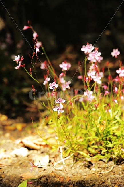 남산,들꽃,햇살,캐논,5DMK3,탐론,2470mm,식물,자연,plants,nature,꽃,flower