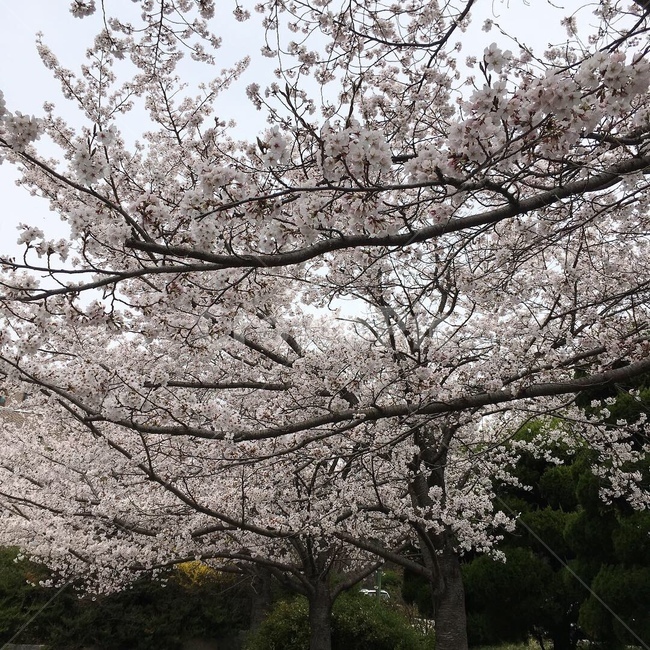 벚꽃,cherryblossom,flower,꽃,식물,plant,blossom,봄,경치,풍경,봄,계절,spring,season,cherry blossom