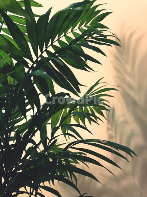 식물,초록,여름,시원한,야자,palmtree,green,자연,nature,plant,야자나무,그림자,shadow,summer,indoor,실내,식물,자연,plants,nature