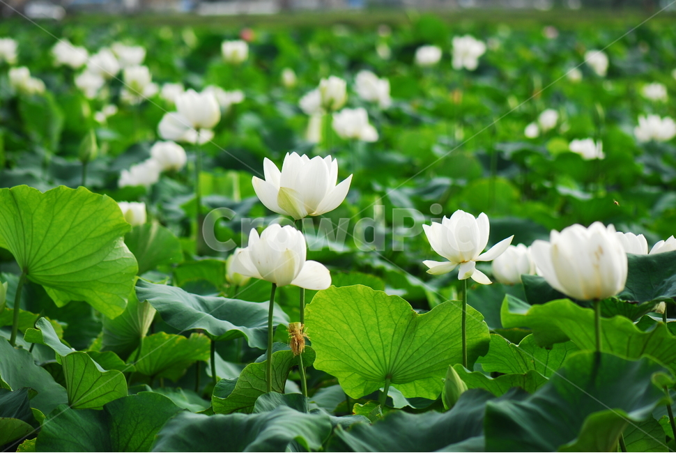 꽃,연꽃,관곡지,불교,여름,식물,자연,plants,nature,꽃,flower