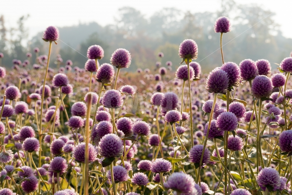 천일홍,꽃,매혹,변치않는사랑,변하지않는다,식물,자연,plants,nature,꽃,flower
