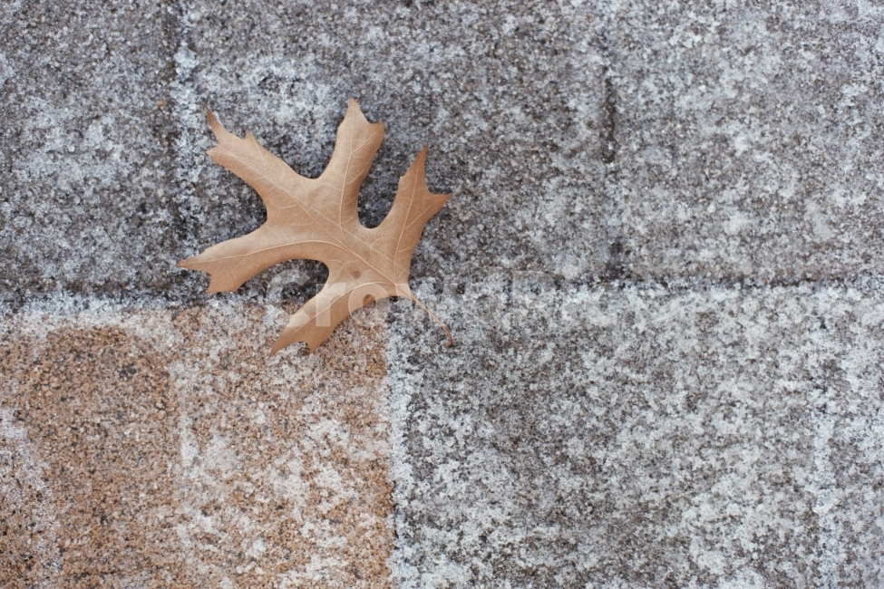 나뭇잎,마른잎,눈,감성적,필름사진,fm2,겨울,계절,winter,season,식물,자연,plants,nature