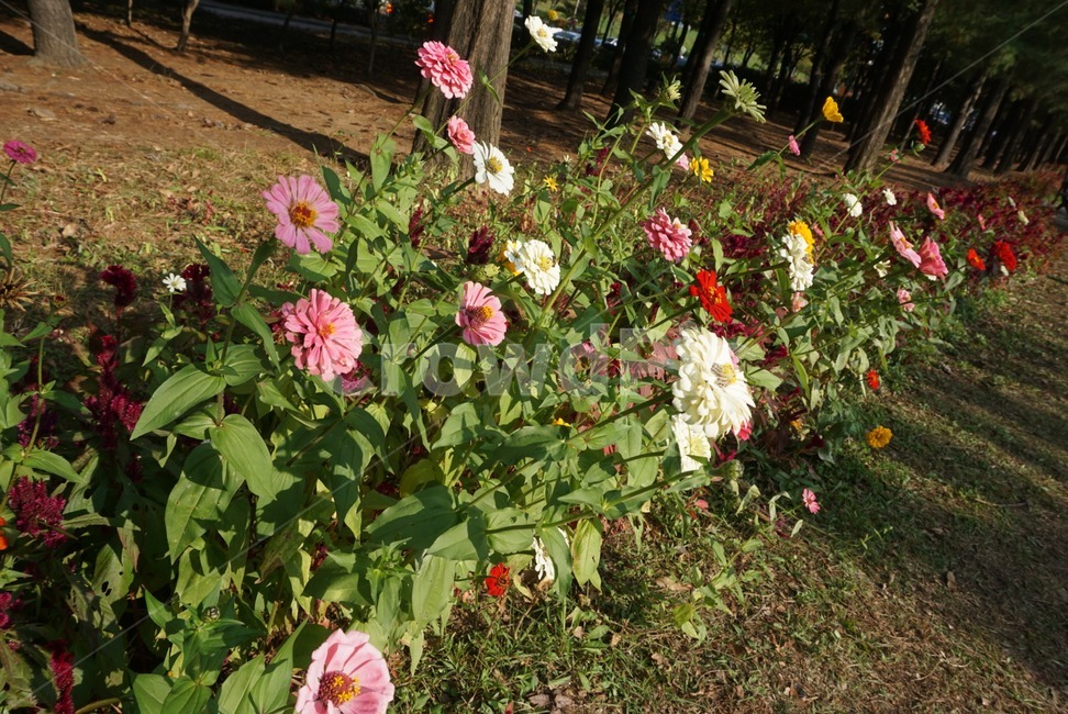 plant,식물,야생화,정원,garden,꽃,flower,식물,자연,plants,nature,꽃,flower