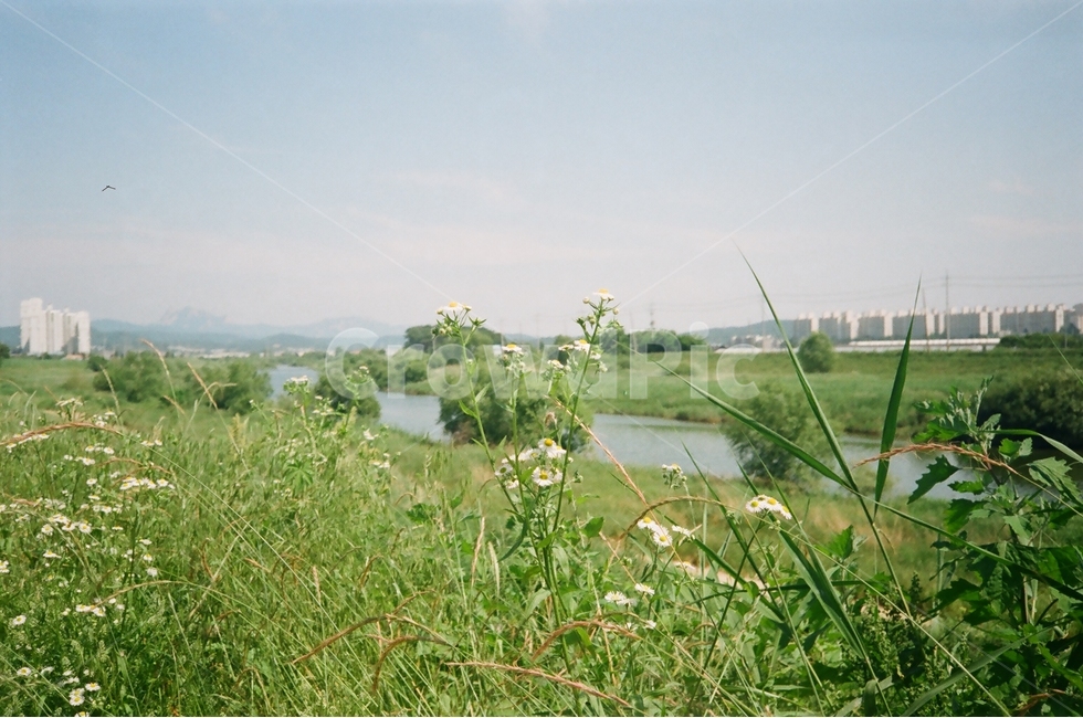 필름사진,자연,하늘,꽃,분위기,식물,자연,plants,nature,꽃,flower