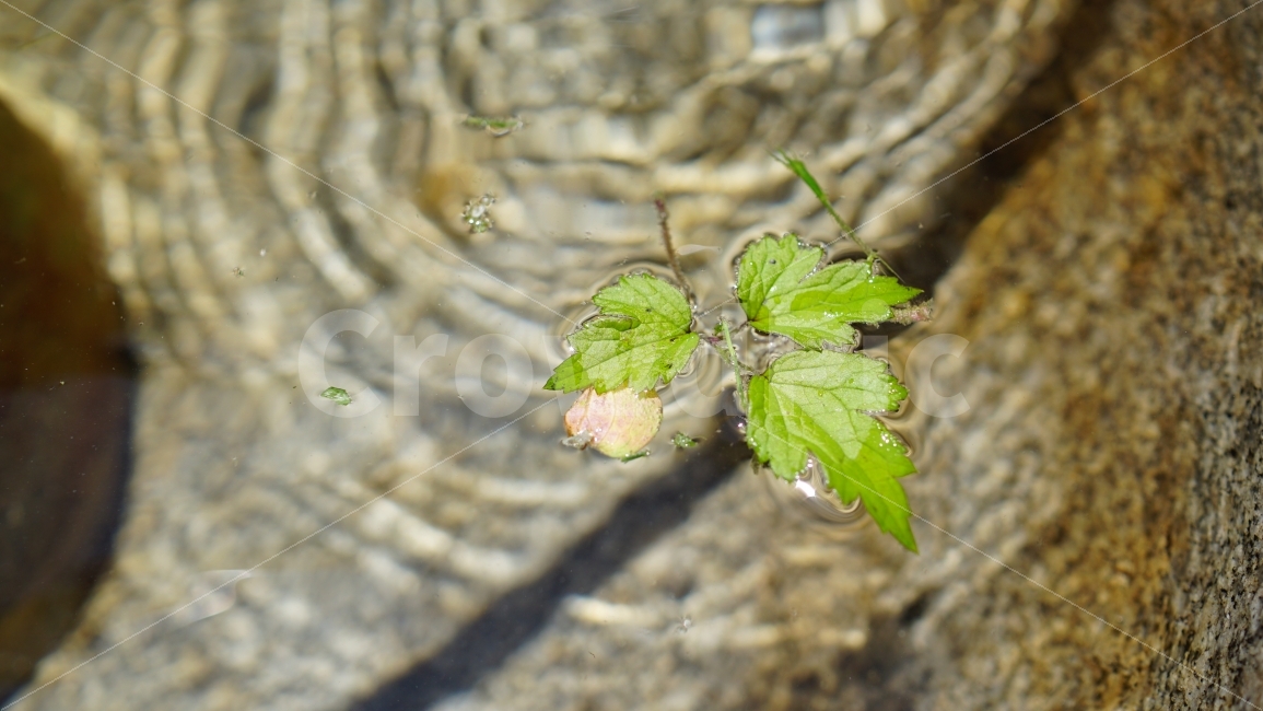 이파리,식물,약수터,우물,물결,돌,물,water,풍경,landscape,자연,nature,시원한물,잎사귀,plants,절구,절구통,여름,summer,season,계절,바위,감성,감성사진,식물,자연,plants,nature