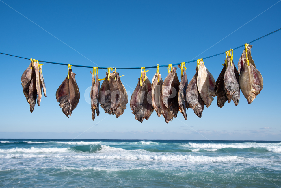 winter,cold,sea breeze,scenery,dried,winter sea,sea,dried fish,healing,ingredients,Dried fish,unusual,sky,waves,seafood,nature,drying rack,interesting,fishing,flounder,cuisine,natural drying,food,Gangwondo,East Sea,fishing village,blue,drying,winter wind,
