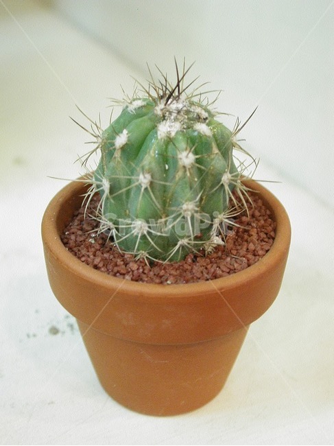 선인장,화분,화초,식물,녹색,초록,가시,접사,클로즈업,작은,미니,식물,자연,plants,nature,실내용화초,화분,화초,house plant