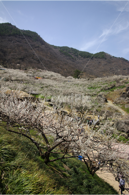 매화,나무,하늘,파란하늘,꽃봉오리,봄,봄날,봄풍경,봄꽃,감성,spring,flower,봄길,산책,봄나들이,식물,꽃,초록,언덕,광양,매화마을,봄,계절,spring,season,자연,풍경,nature,landscape,한국자연풍경,한국자연경관,korea nature landscape,slope,경사,plant,person,사람,human,인간