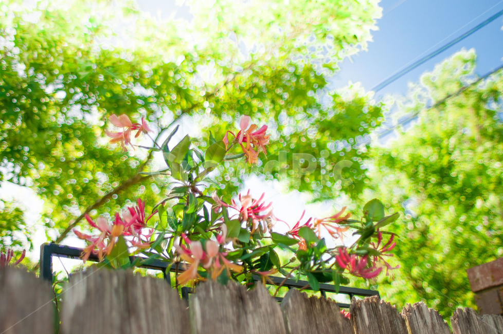 야드,나무,하늘,꽃,기둥,식물,자연,plants,nature,꽃,flower