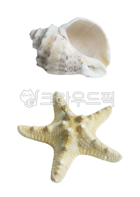 conch,Transparency,Nukki,sealife,seashell,Biology,separation,prop,conch shell,starfish,seafood,nature,beating,png,Layer,shellfish,ocean,animal,clam,object