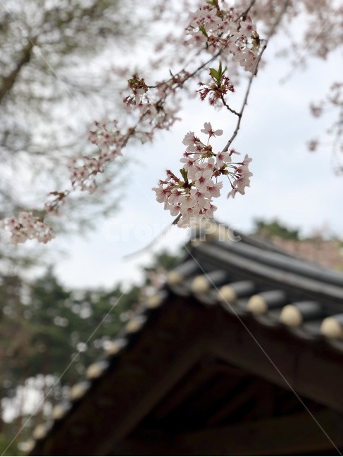 강릉,벛꽃,꽃,한옥,허난설헌,봄,계절,spring,season,한국전통,한국문화,korean traditional,korean culture,식물,자연,plants,nature,꽃,flower,plant