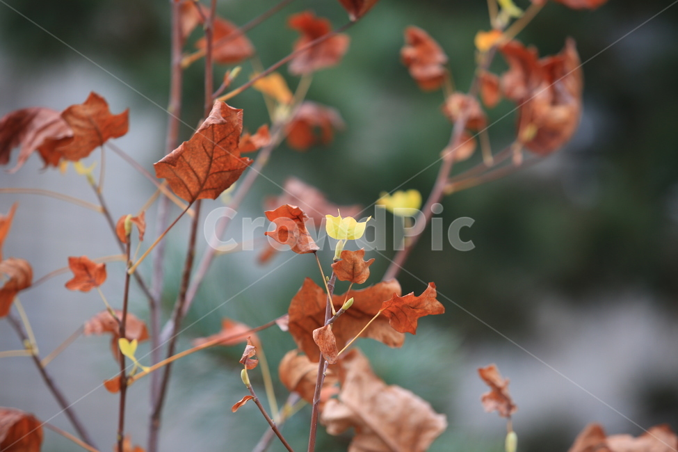 가을,낙엽,플라타너스,나무,고동색,가을,계절,fall,autumn,season,식물,자연,plants,nature,leaf,잎,plant,tree