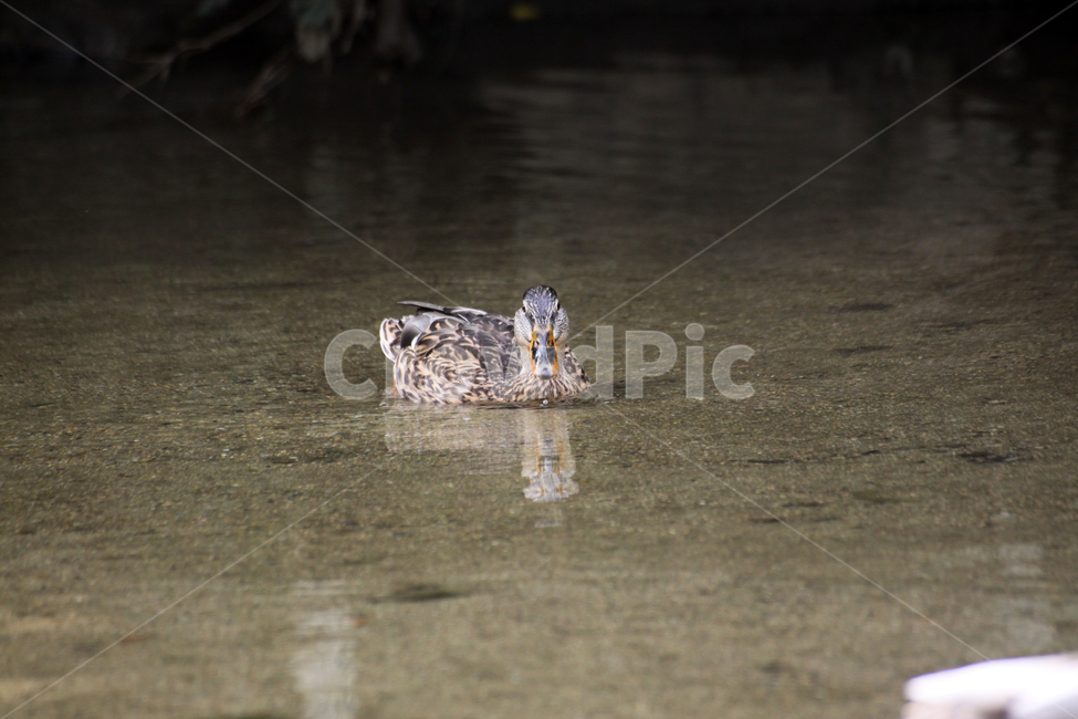 waterfowl,bird,새,animal,동물,청둥오리,물새,오리,duck,mallard,동물,animal,조류,새,birds