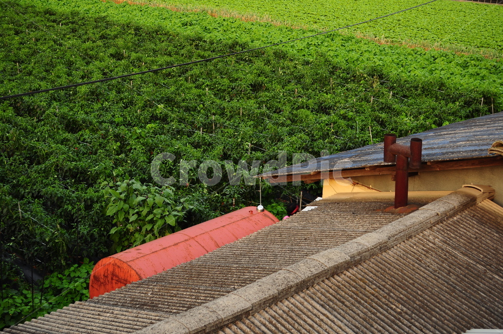밭,식물,초록,지붕,집,시골,풍경,자연,시골,마을,풍경,landscape,country,rural,town