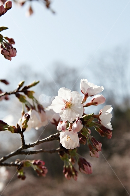 벗꽃,벗나무,꽃,봄꽃,벗꽃잎,꽃잎,식물,자연,공원,식물,자연,plants,nature,꽃,flower