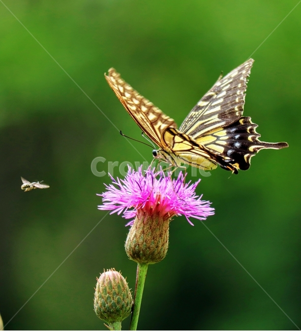 호랑나비,엉겅퀴,여름,자연,들녘,식물,자연,plants,nature,꽃,flower,동물,animal,곤충,벌레,insect,bug